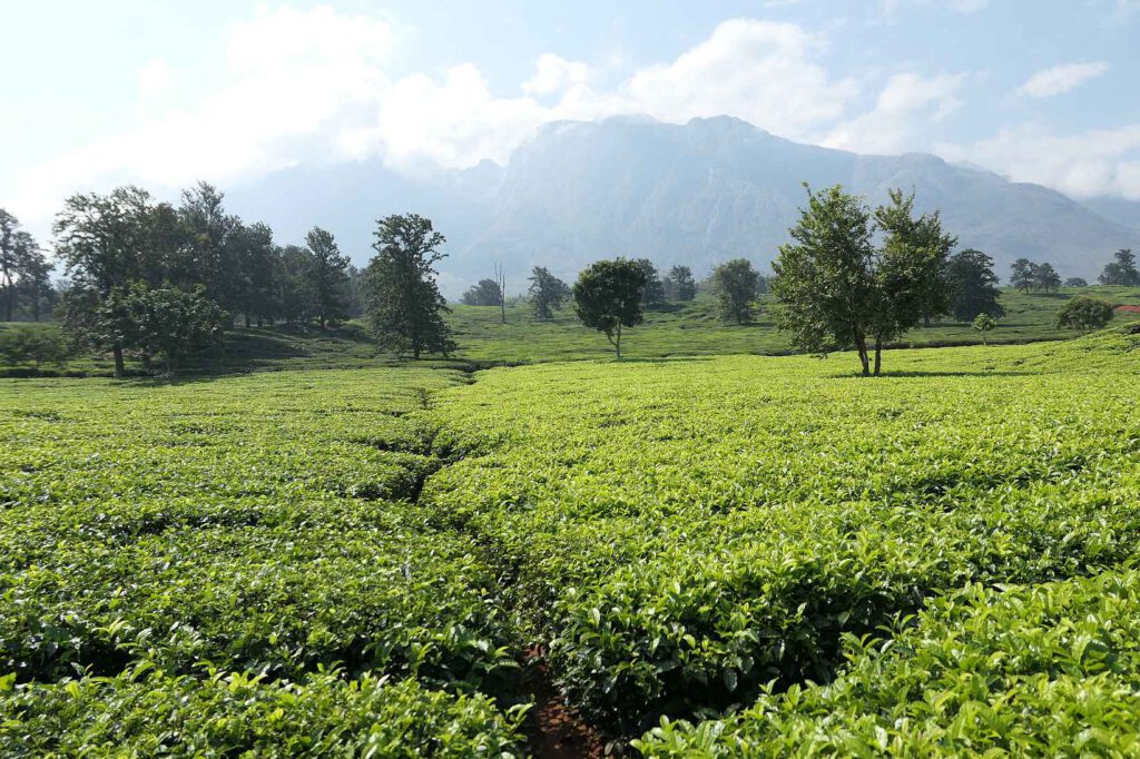 Teeplantagen umgeben das Mulanje-Massiv in Malawi