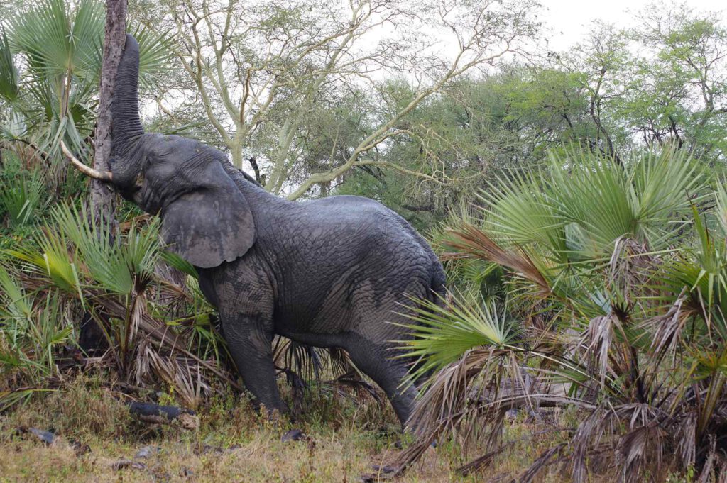 Ein Elefant fällt eine Palme im Gorongosa-Nationalpark in Mosambik