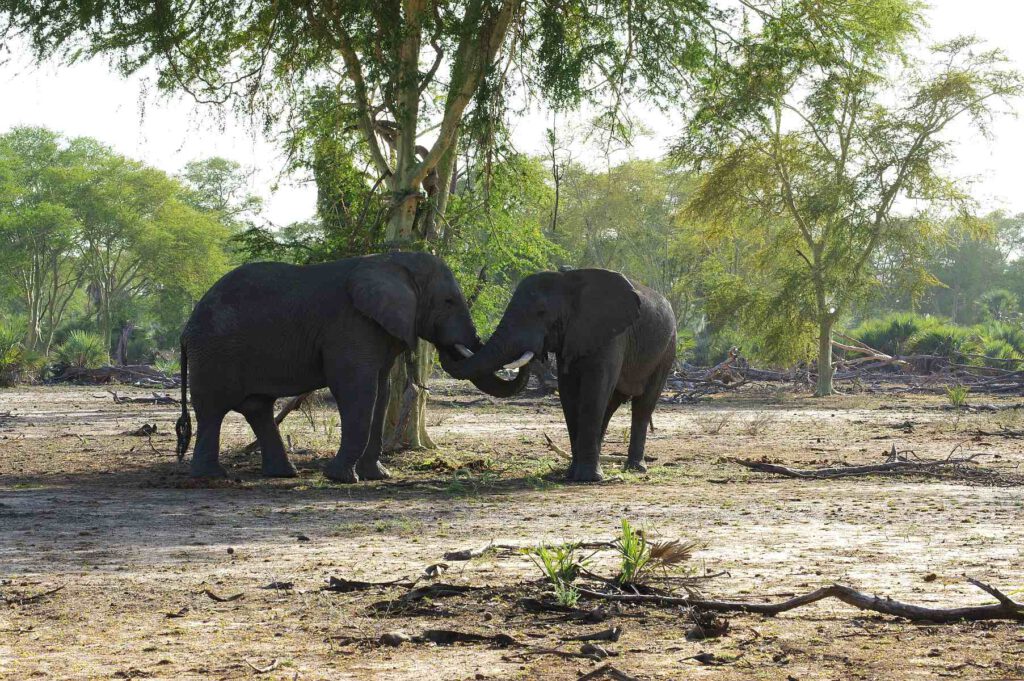 Elefanten im Gorongosa-Nationalpark in Mosambik