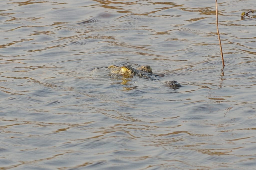 Ein Krokodil beobachtet uns auf dem Karibasee in Simbabwe