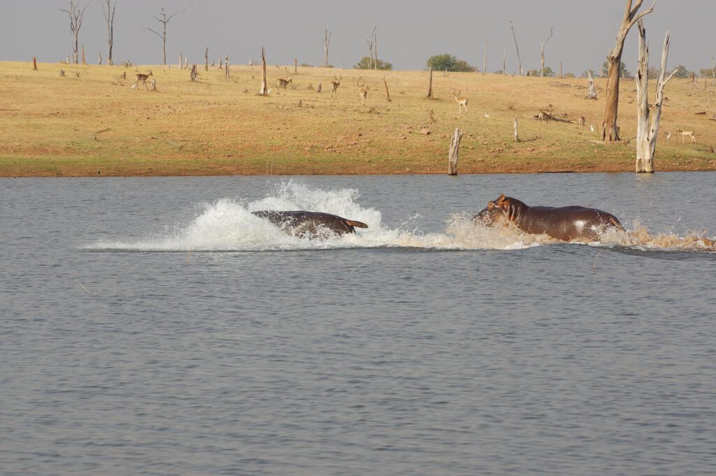 Nilpferde im Karibasee in Simbabwe