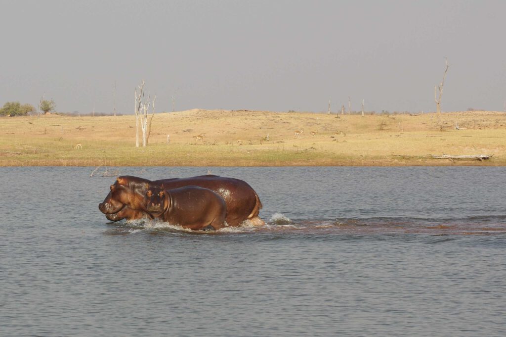 Nilpferde im Karibasee in Simbabwe