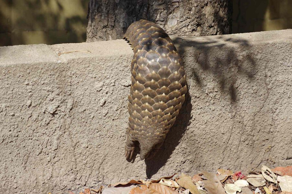 Pangolin im Gorongosa-Nationalpark in Mosambik