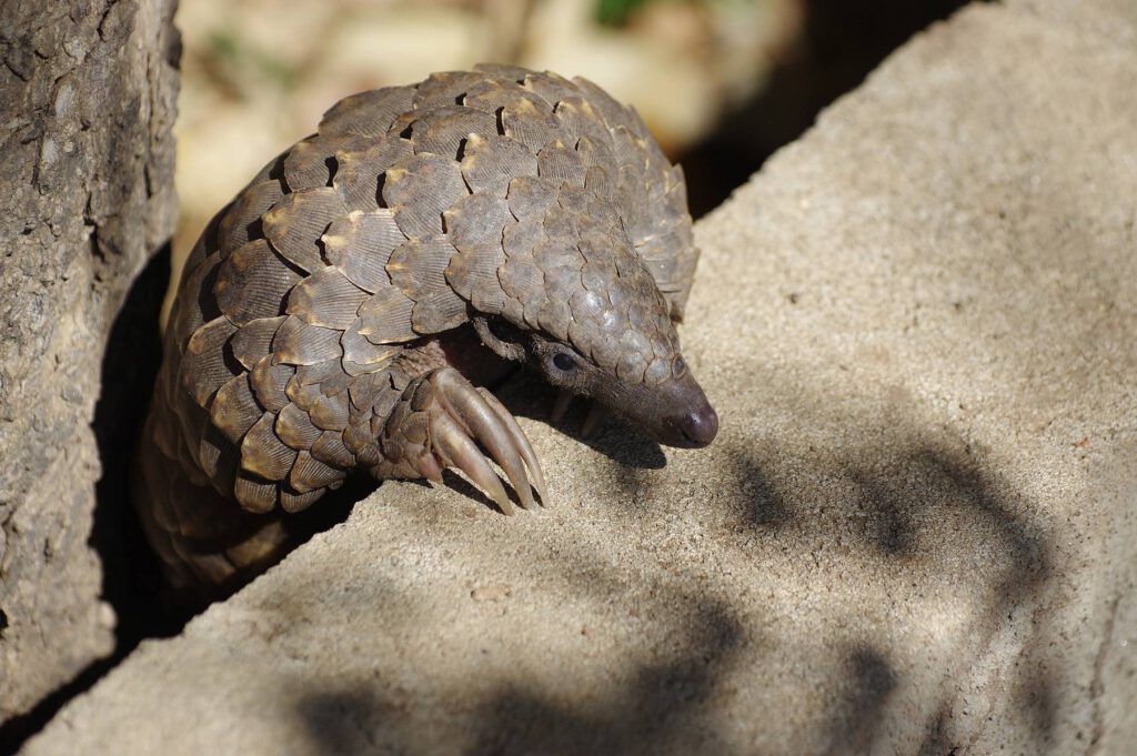 Pangolin im Gorongosa-Nationalpark in Mosambik
