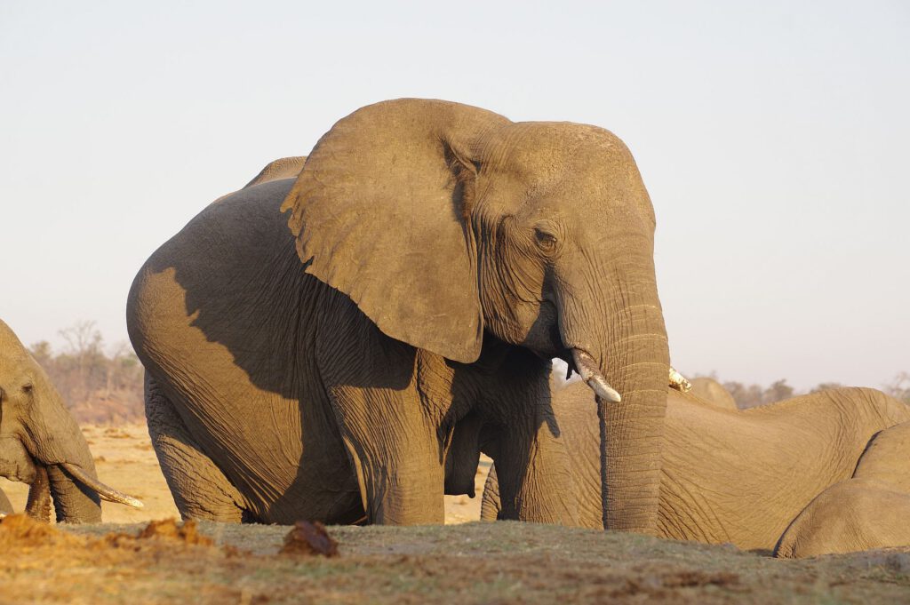 Trächtige Elefentenkuh im Hwange-Nationalpark in Simbabwe.