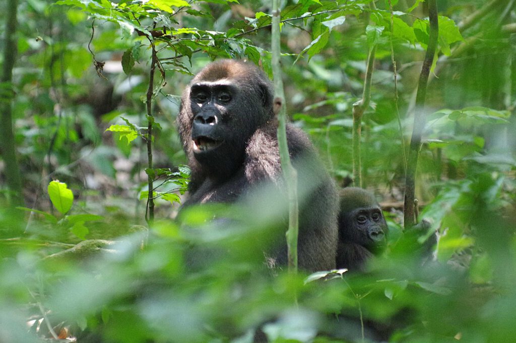 Gorilladame im Dzanga-Ndoki-Nationalpark; Zentralafrikanische Republik