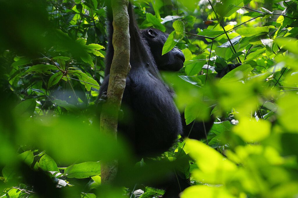 Gorilladame im Dzanga-Ndoki-Nationalpark; Zentralafrikanische Republik