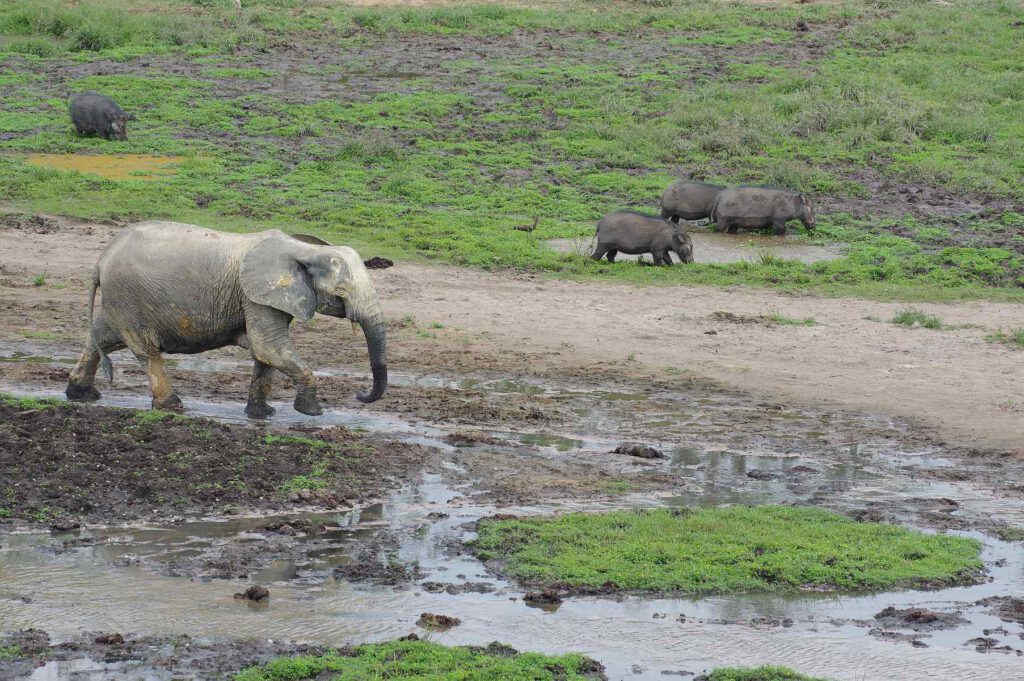 Riesenwaldschweine in der Dzanga Bai, Zentralafrikanische Republik