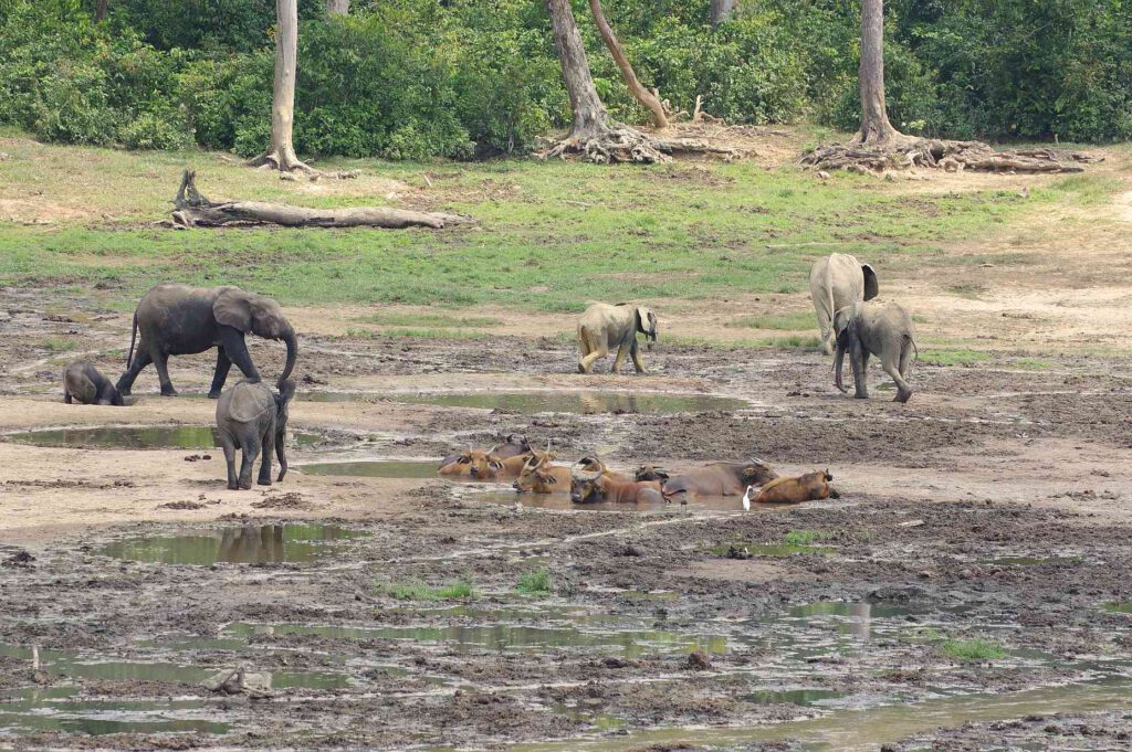 Waldbüffel in der Dzanga Bai, Zentralafrikanische Republik