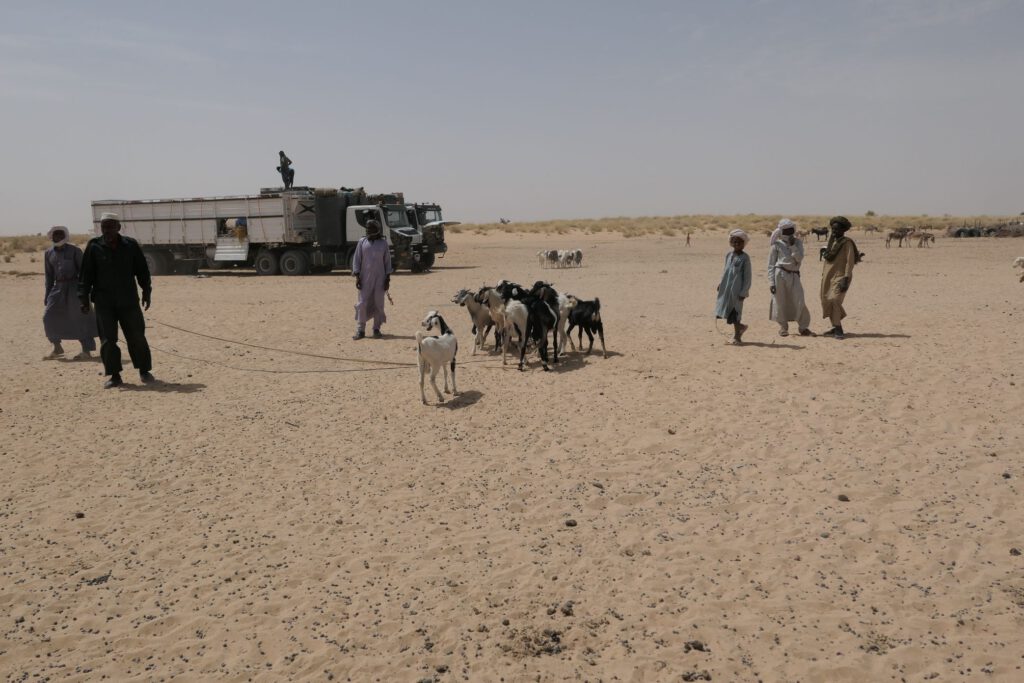 Ziegenkauf in der Sahara im Tschad