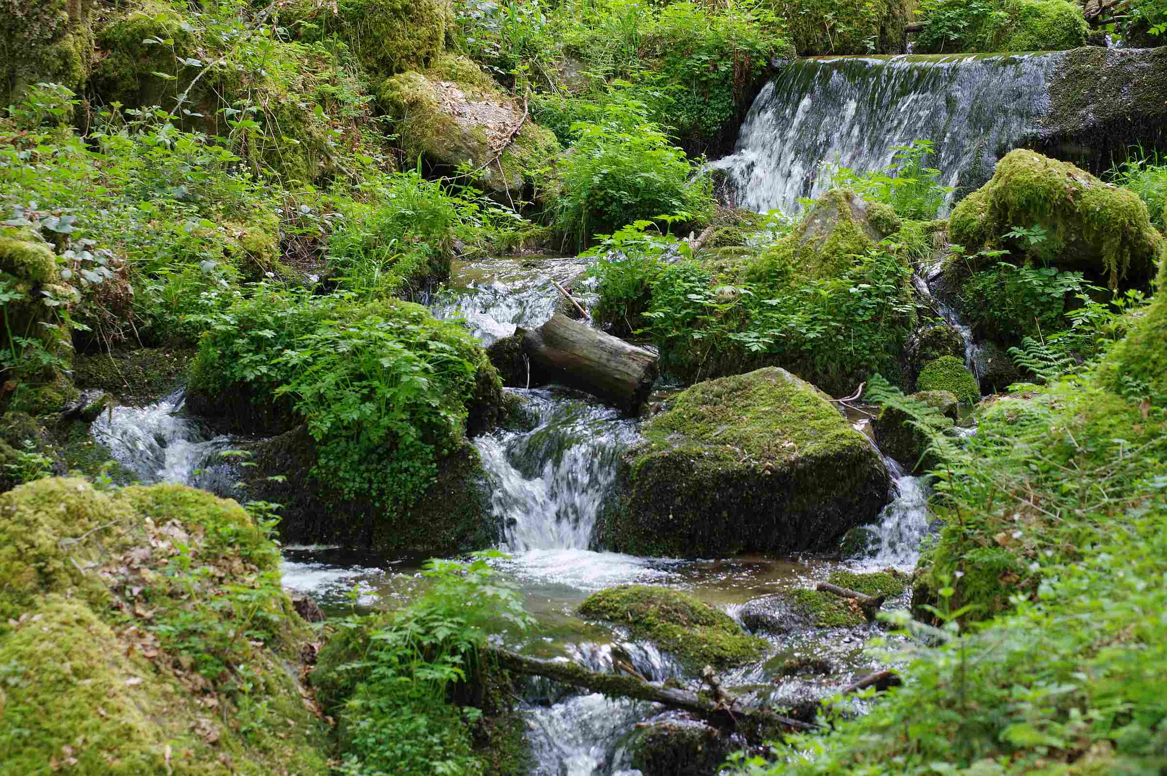 Schluchtensteig in Baden-Württemberg