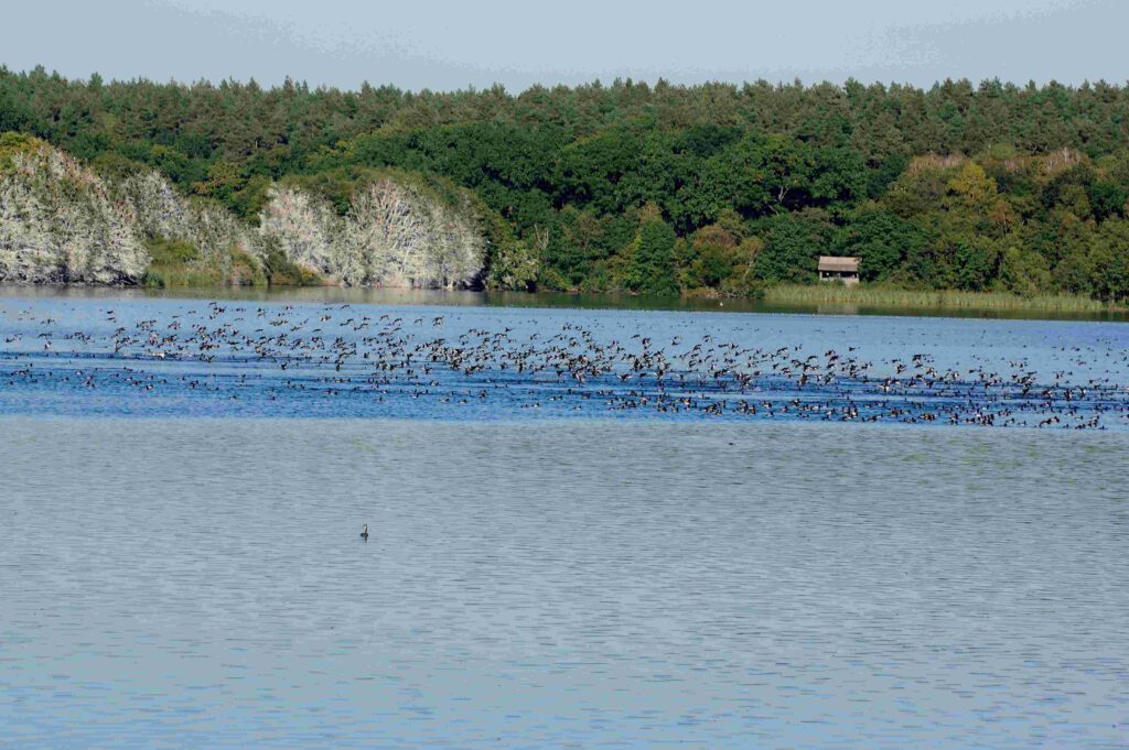 Warnker See in Mecklenburg-Vorpommern