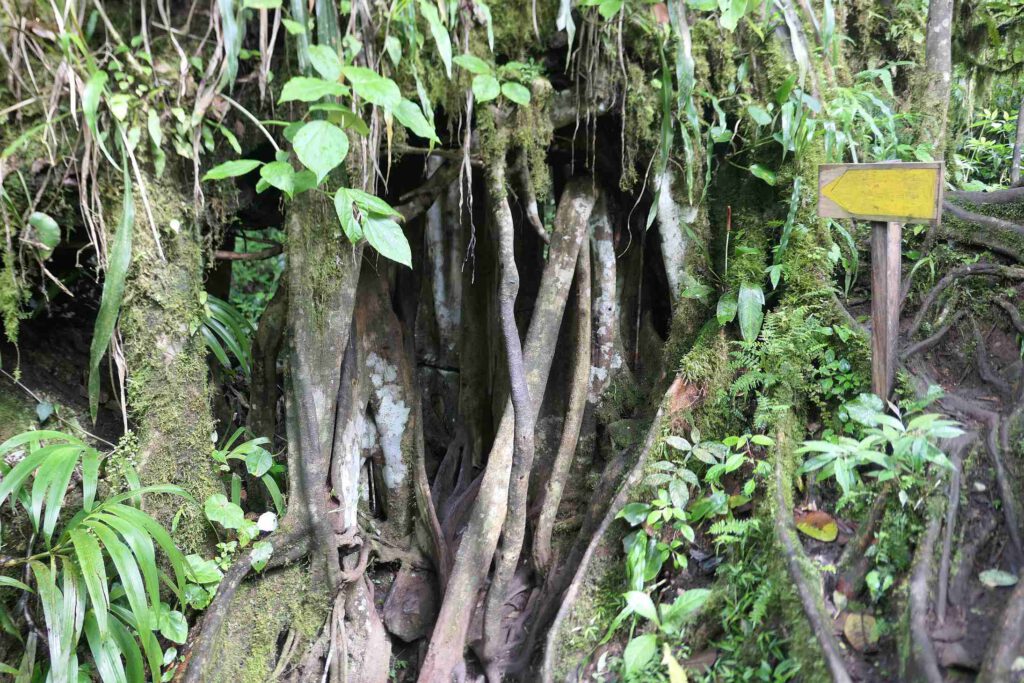 Wandern im Peñas-Blancas-Massiv in Nicaragua